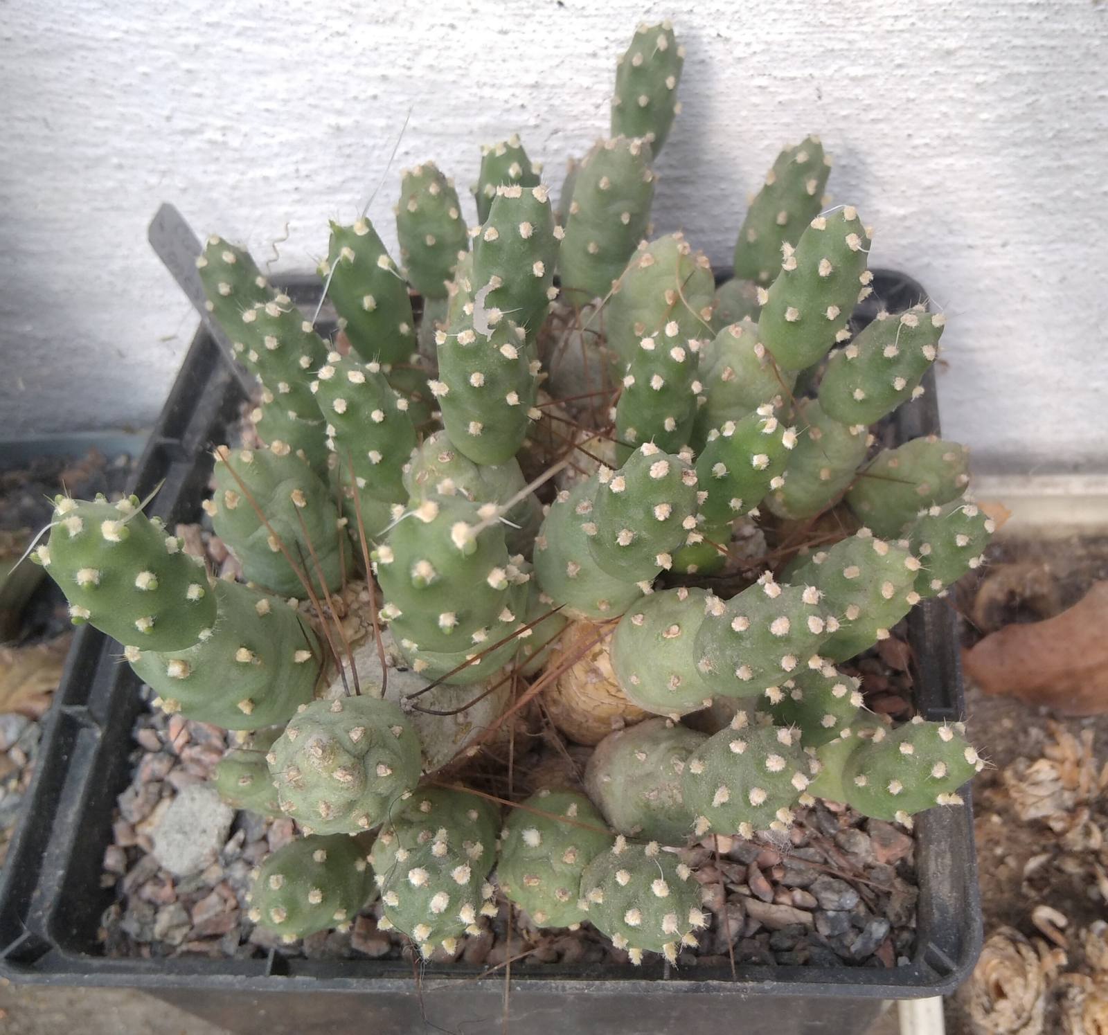 Cumulopuntia ignescens MK -гілочка у 2 пагони-