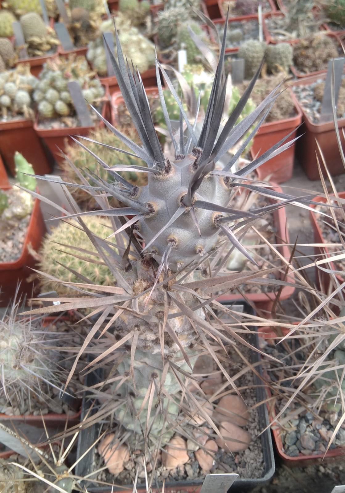 Tephrocactus articulatus VG653 -верхній пагін-