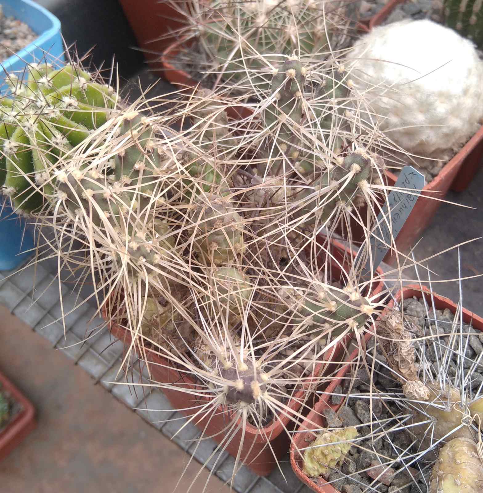 Maihueniopsis platyacantha MK1991 -пагони-