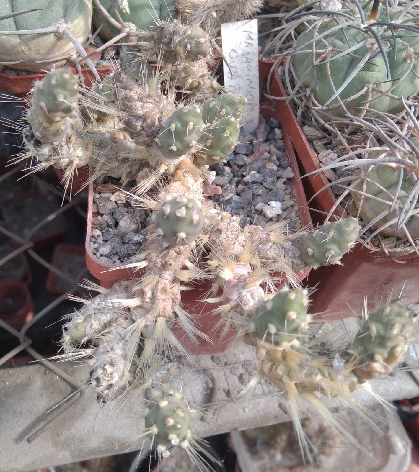 Maihueniopsis ovata -cube-6cm- увесь кущ - (колекційний)