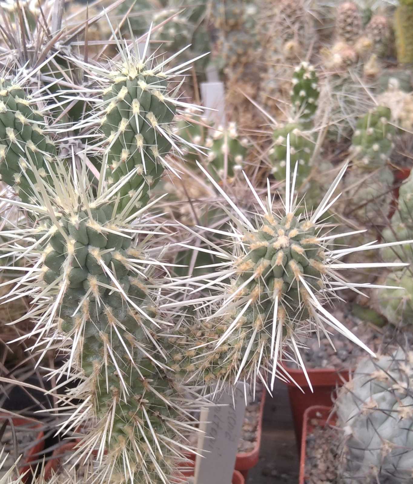 Grusonia hamiltonii -пагони-