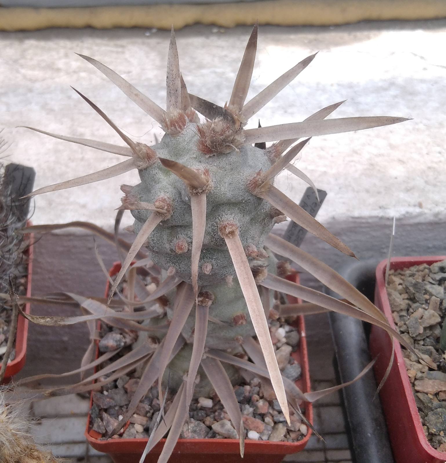 Tephrocactus art. v. papyracanthus -верхній пагін-