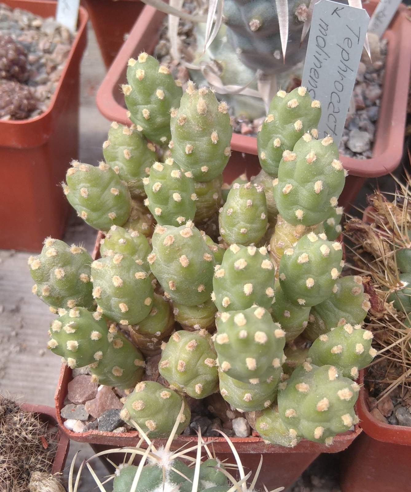 Tephrocactus mollinensis f. minimus -пагони-