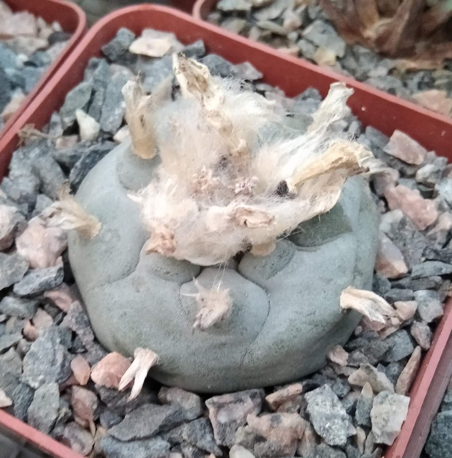 Lophophora williamsii -San Vinsent- cube-7cm-
