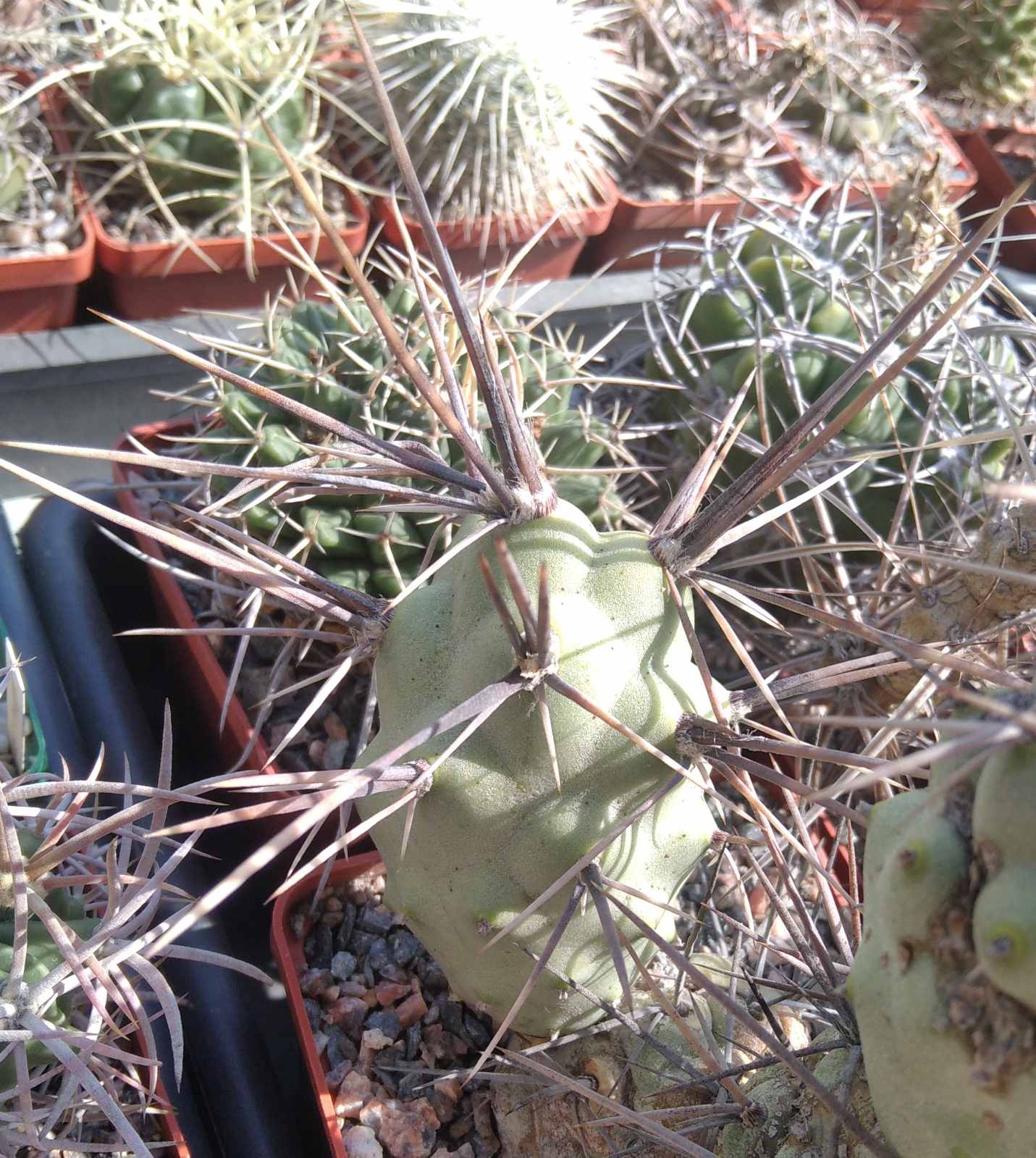 Tephrocactus aoracanthus -Koehres- крупний пагін -