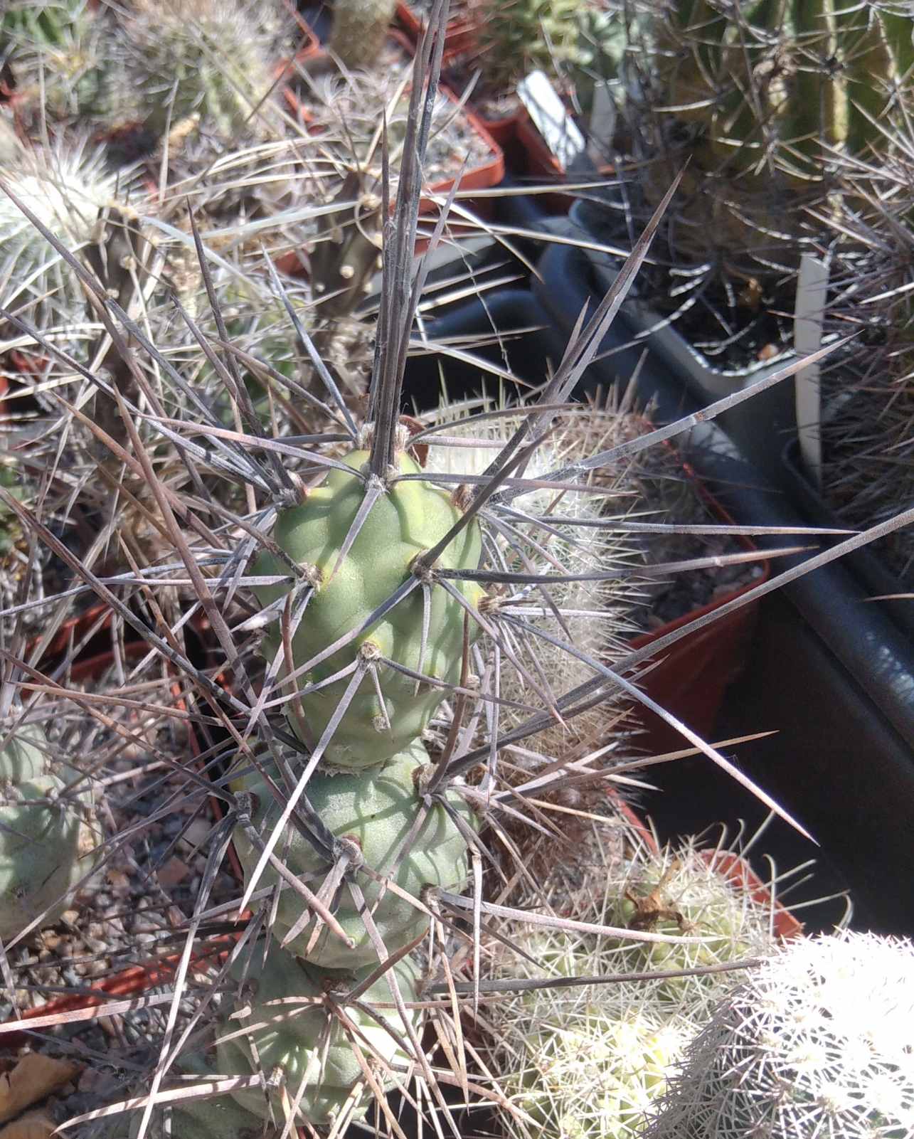 Tephrocactus aoracanthus -Koehres- long spines- крупний пагін -