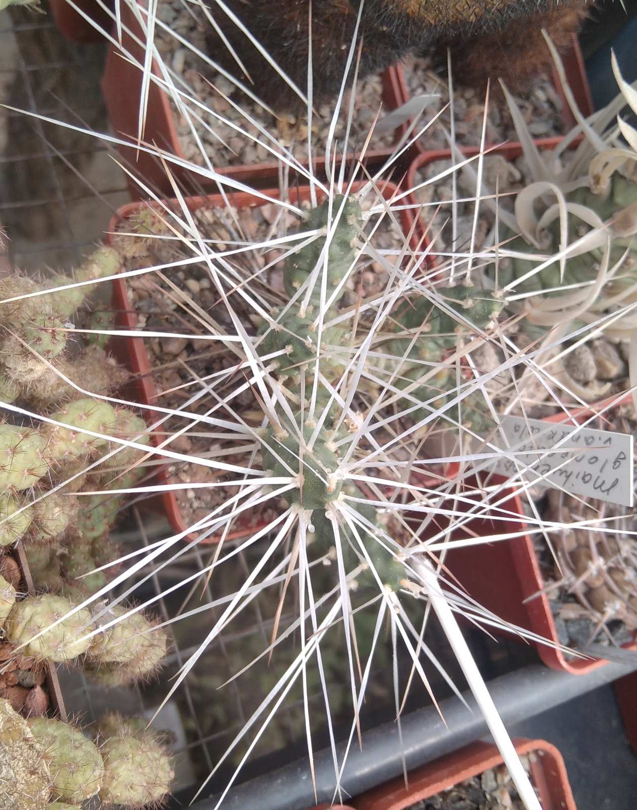 Maihueniopsis glomerata MK1452 -пагони-
