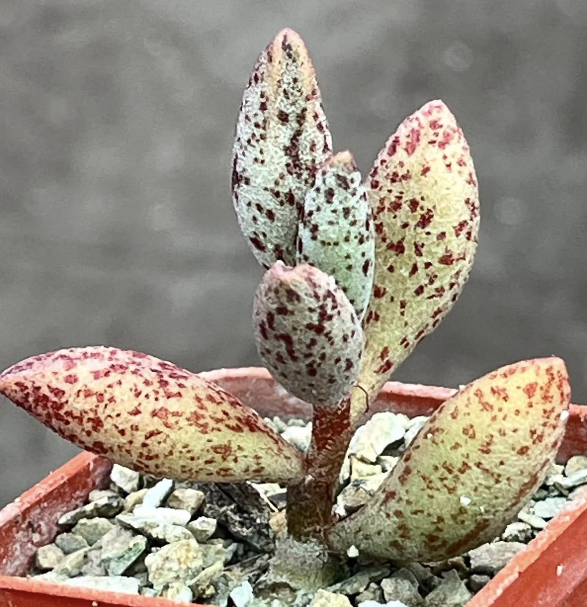 adromischus marianae marianae hybrid