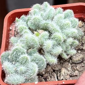 sedum hintonii