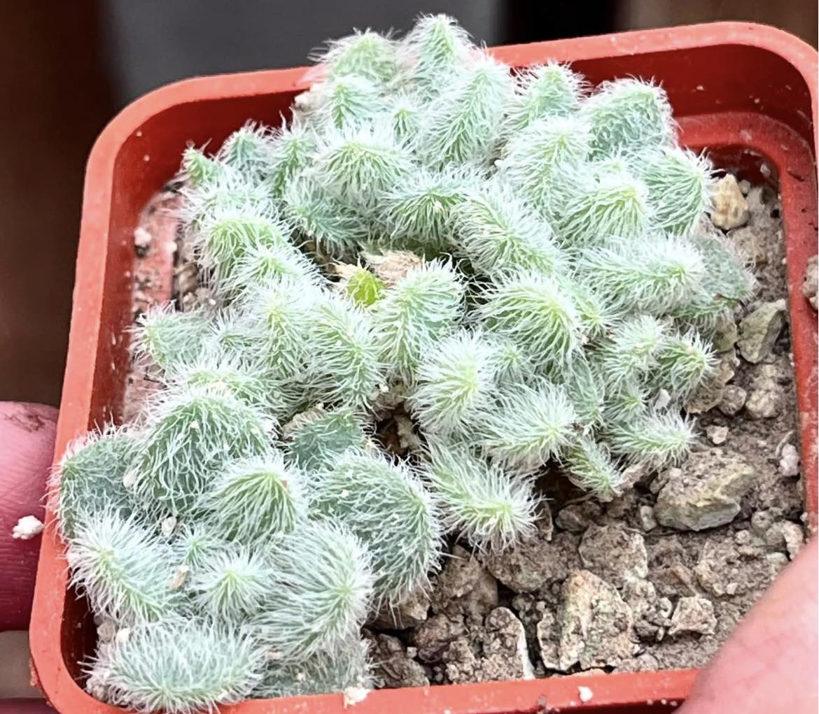 sedum hintonii