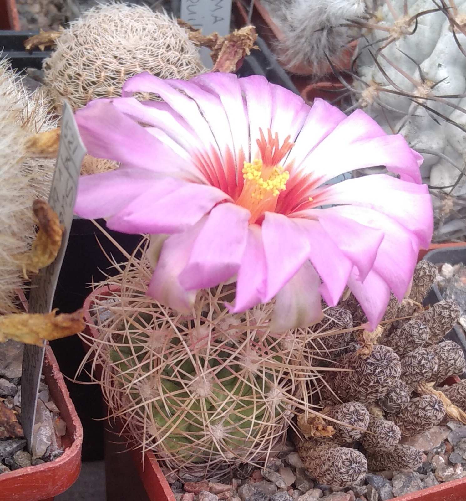 Thelocactus bicolor v. bollansis -D- 3-4см