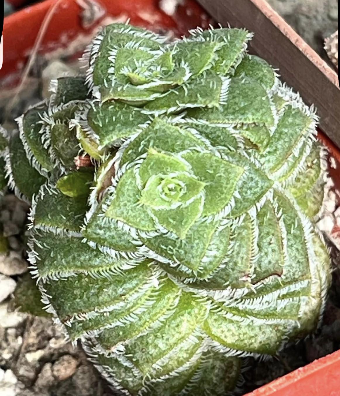 crassula hemisphaerica aff