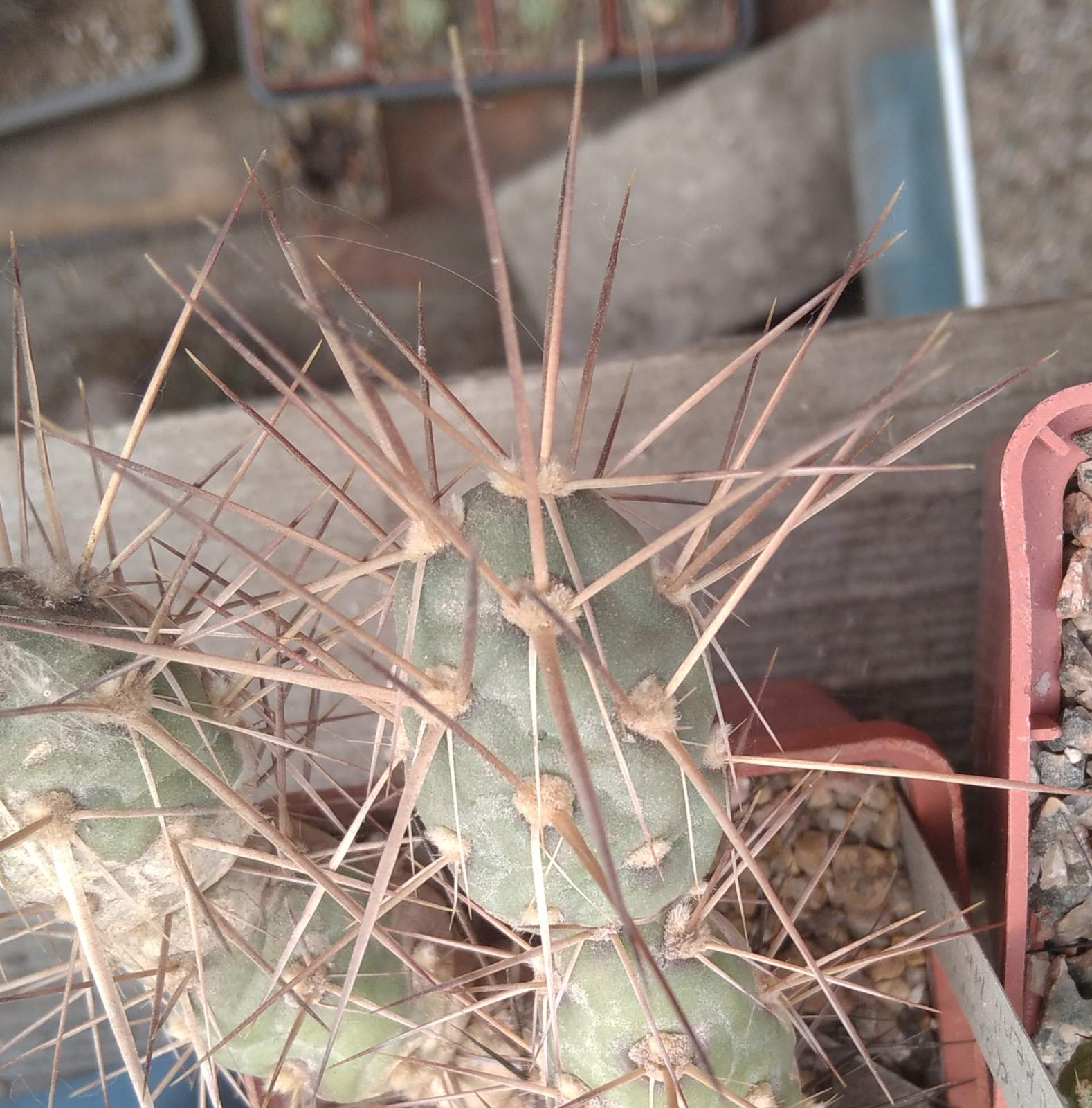 Maihueniopsis darvinii MK126 -пагони-