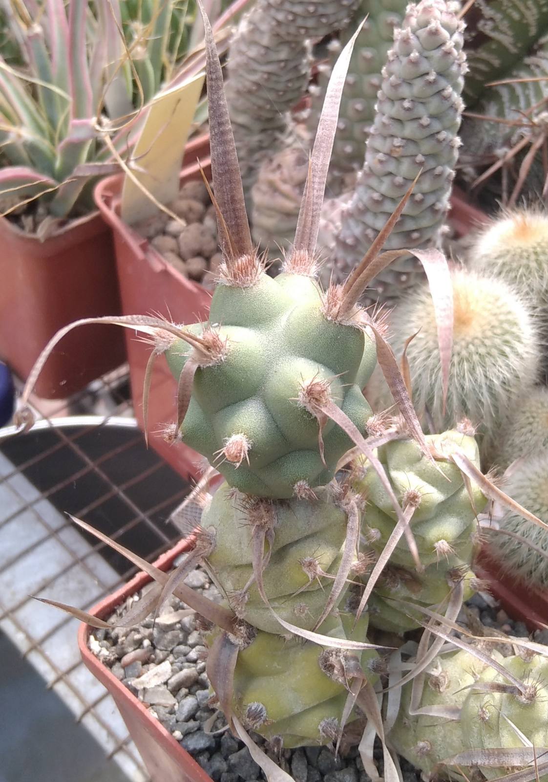 Tephrocactus  art. v. papyracanthus -дикун- пагін -