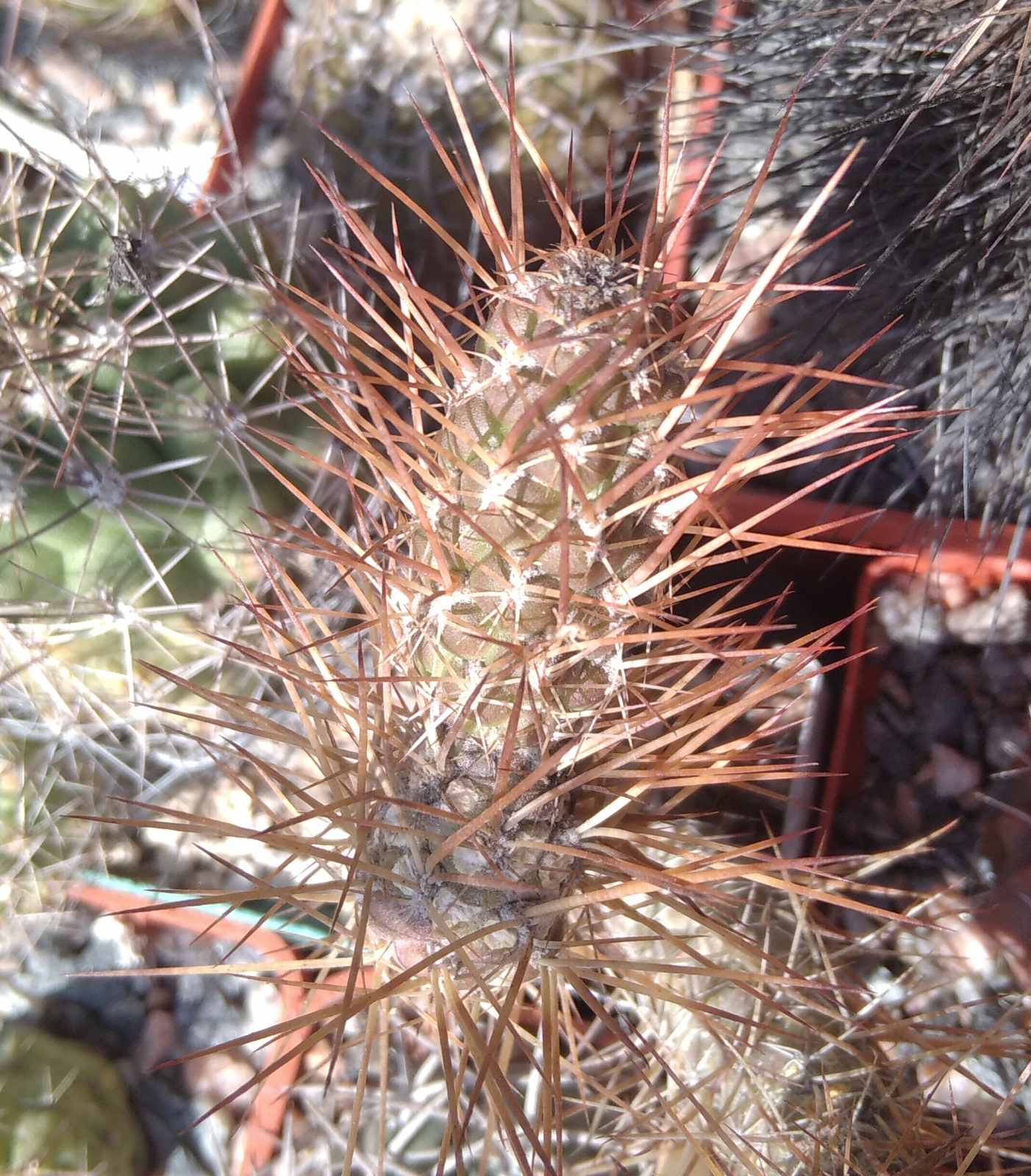 T. weberi RBT6 -brown spines- пагони-