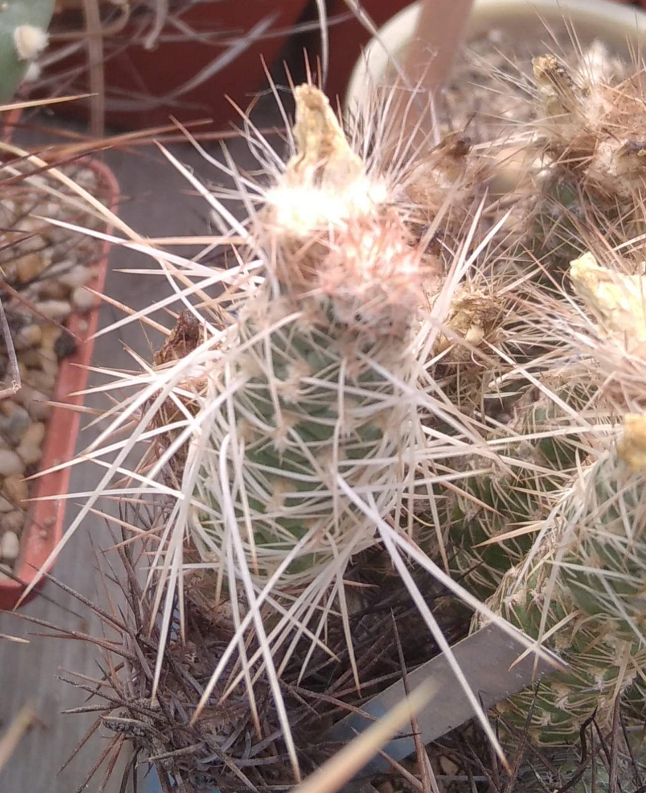 Tephrocactus weberi P510 -Punta de Ballasto- пагони-