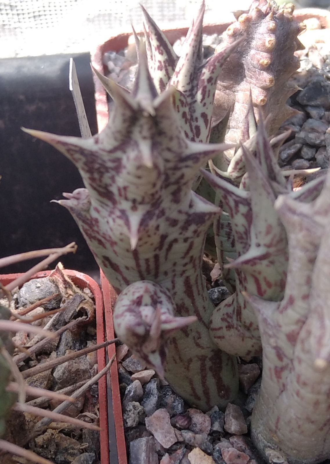 Caralluma hesperidum -пагони-