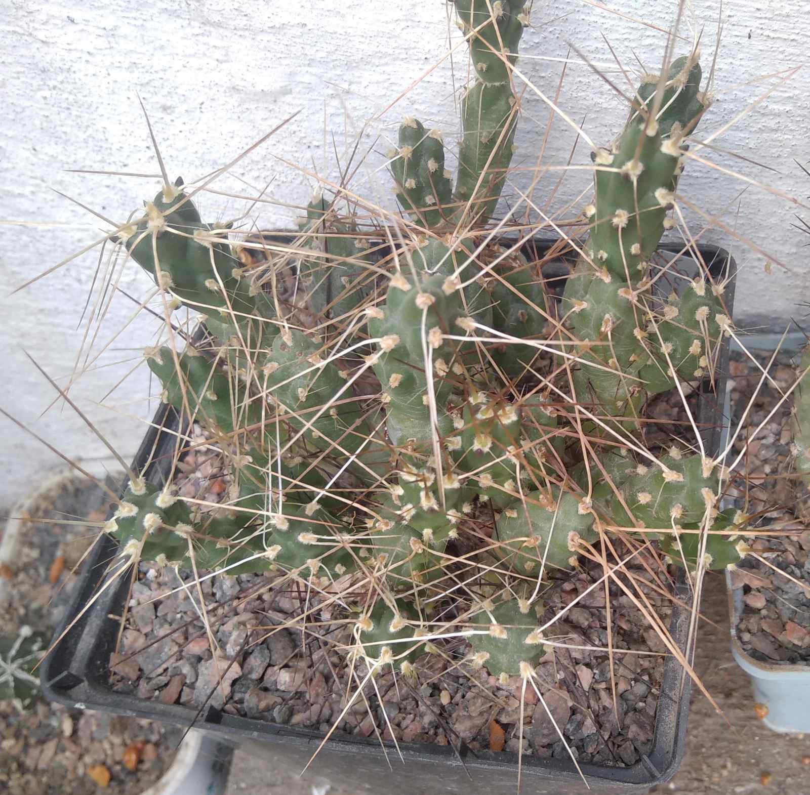 Cumulopuntia ignescens MK -дикун- гілочка у 2 пагони-