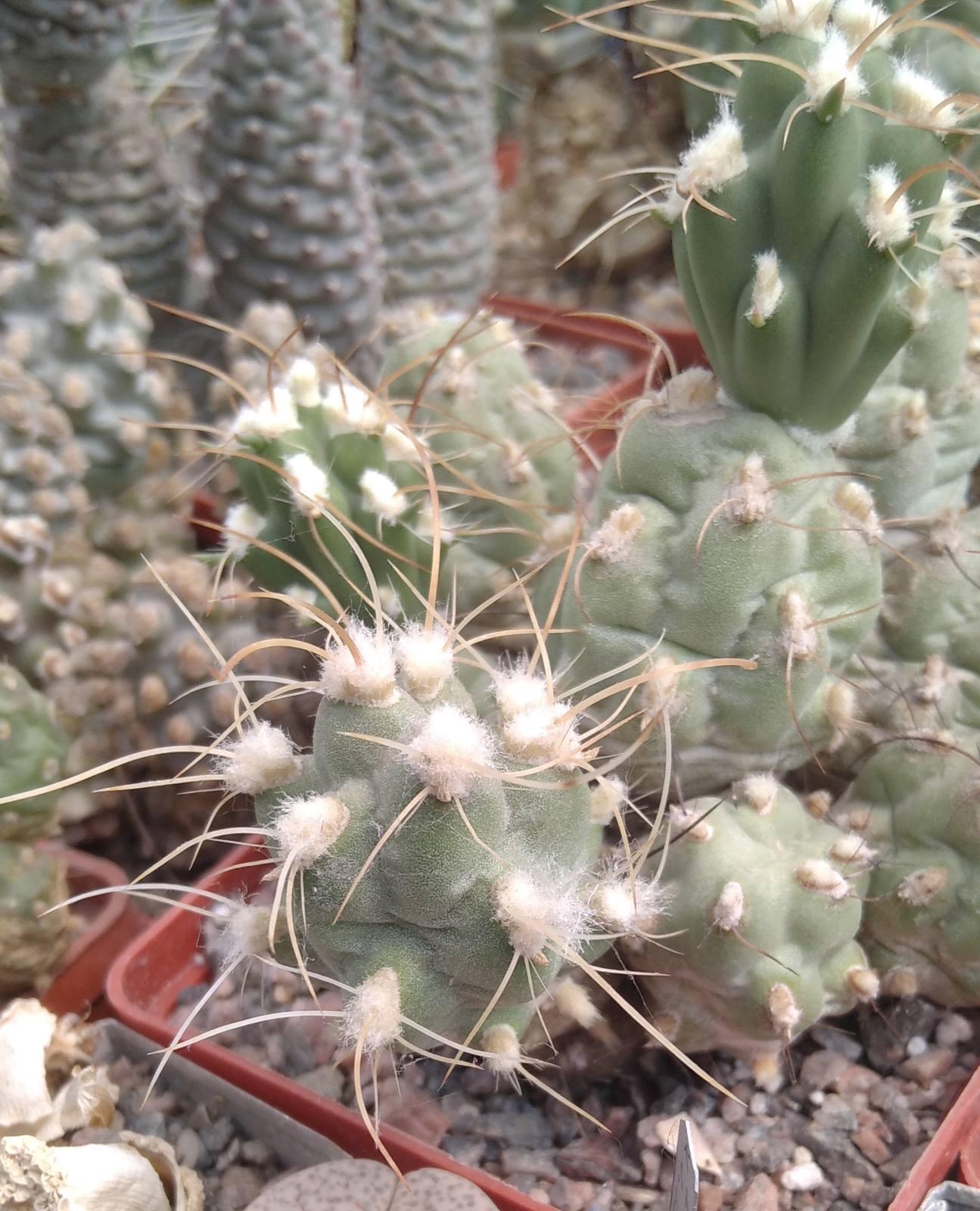 Cumulopuntia alboareolata -пагони-