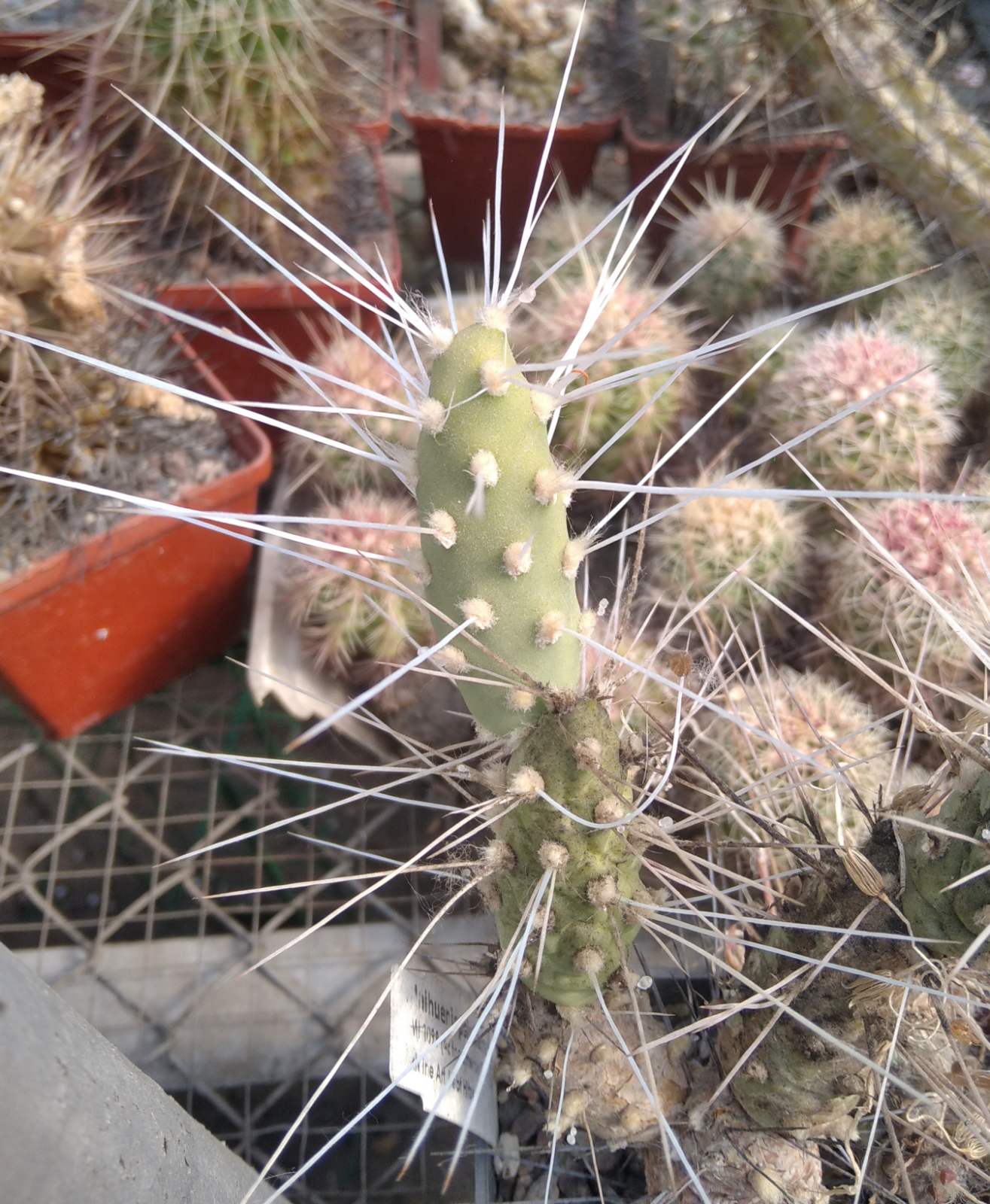 Maihueniopsis camanchoi WK1099 -пагони-