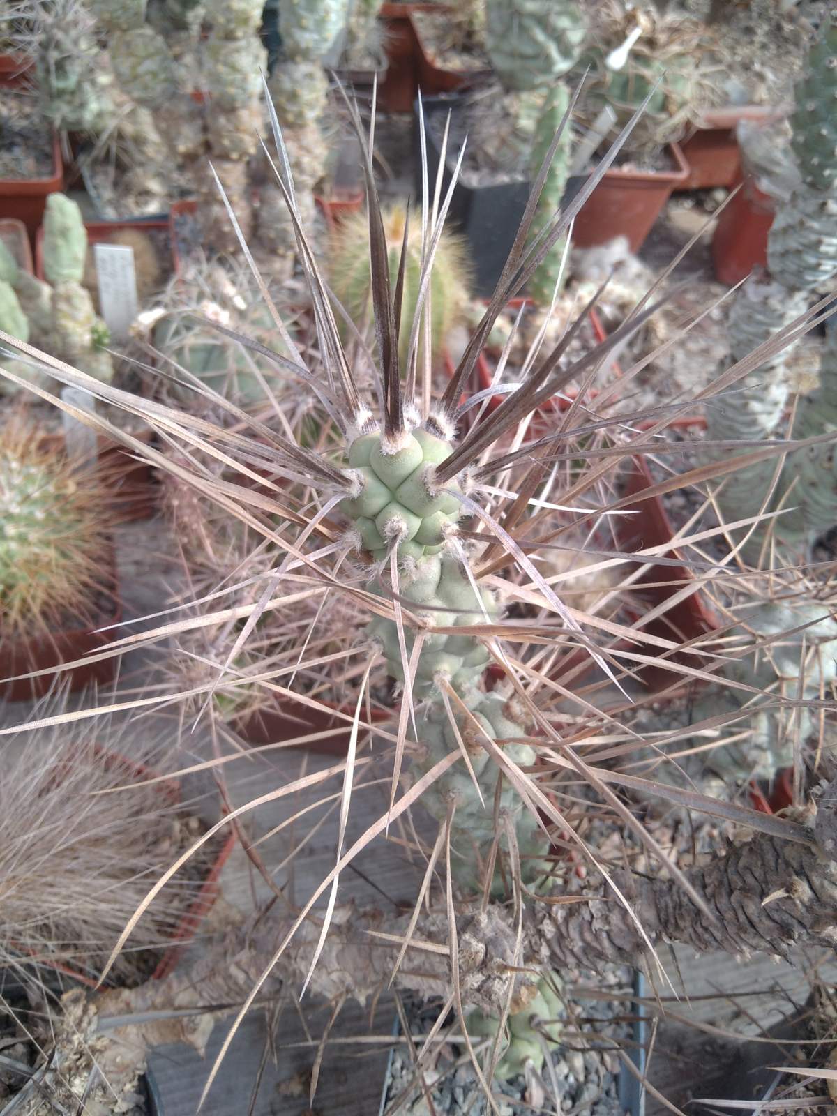 Tephrocactus  paediophyllus - гілка у два верхніх пагони -