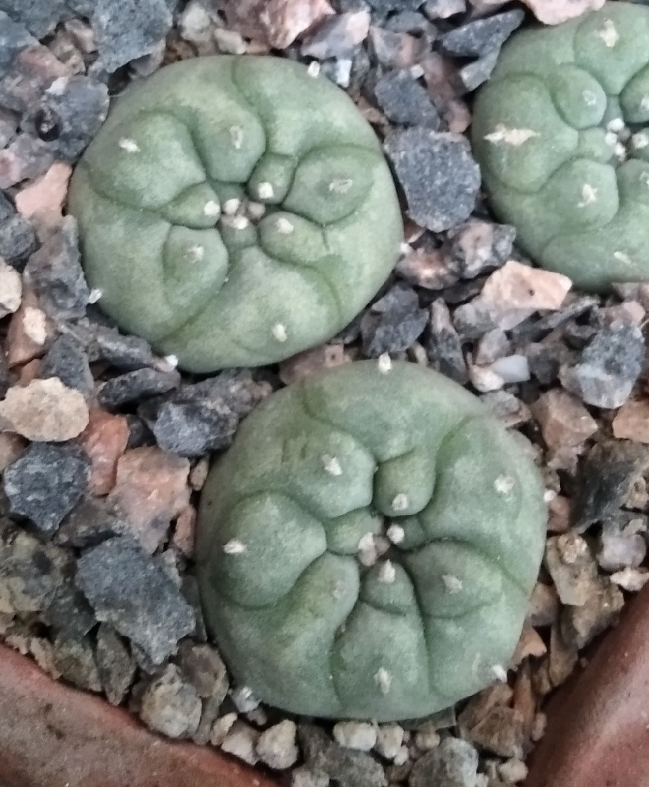 Lophophora jourdaniana -сіянці-