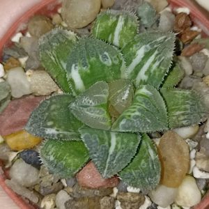 Haworthia Shiba Toshi Variegated