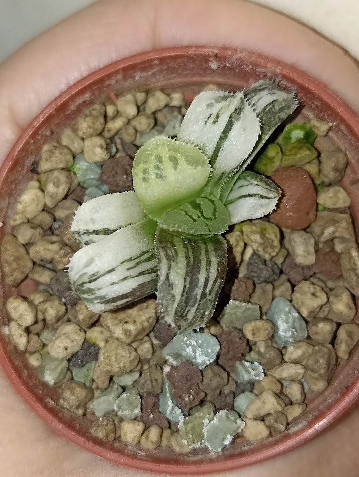 Haworthia Shiba Toshi Variegated