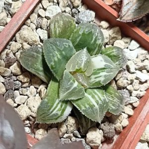 Haworthia Shiba Toshi Variegated