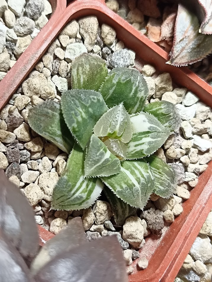 Haworthia Shiba Toshi Variegated