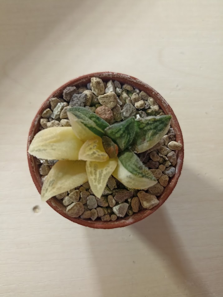 Haworthia Pygmaea Tiger Variegated