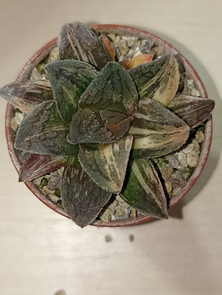 Haworthia Pygmaea Tiger Variegated
