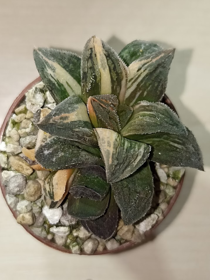 Haworthia Pygmaea Tiger Variegated