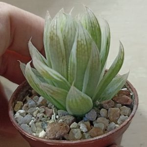 Haworthia Cooperi Seturifera Variegated
