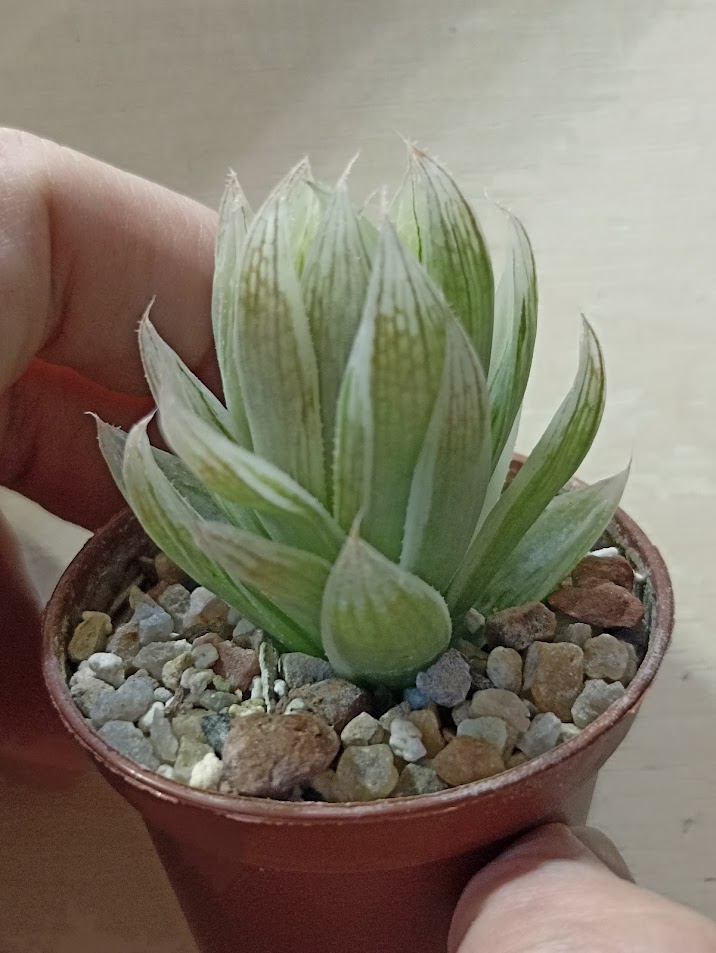 Haworthia Cooperi Seturifera Variegated