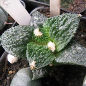 Ariocarpus Godzila coral #1