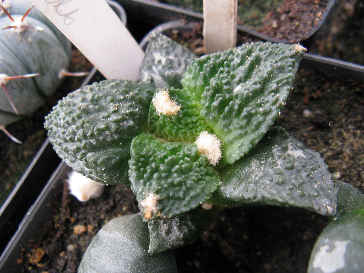 Ariocarpus Godzila coral #1