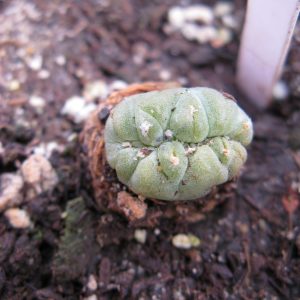 Lophophora alberto-vojtechii cryst