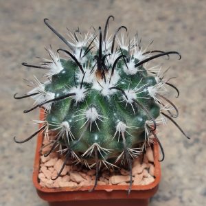 1004 Parodia suprema