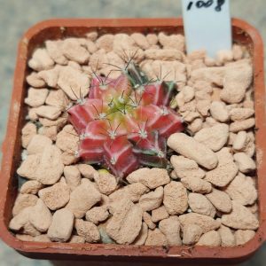 1008  Gymnocalycium mihanovichii f.variegata seedling