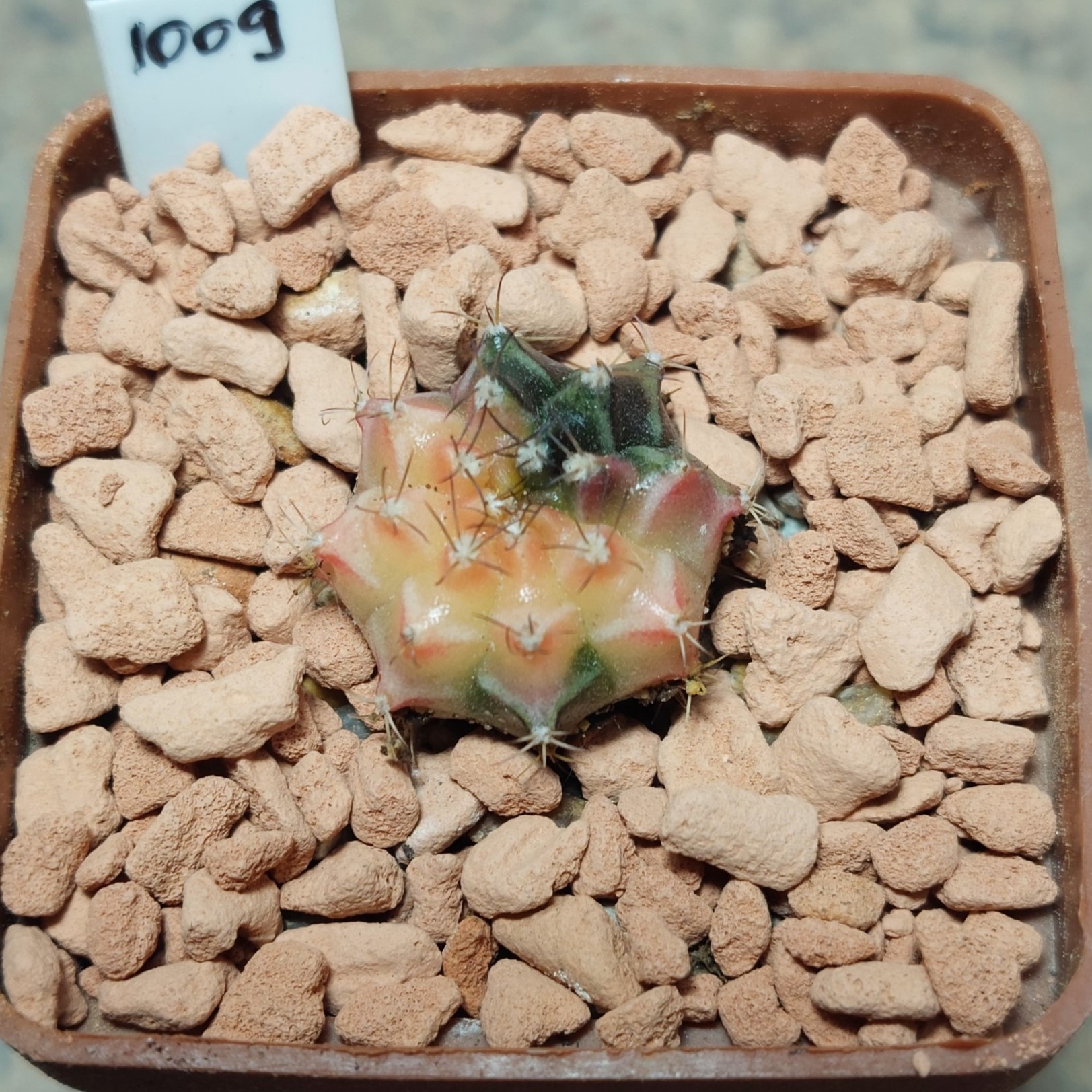1009  Gymnocalycium mihanovichii f.variegata seedling