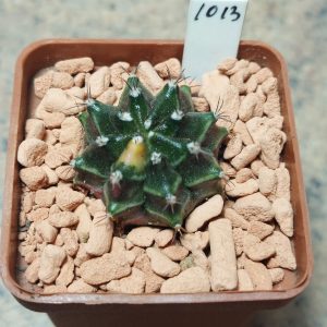 1013  Gymnocalycium mihanovichii f.variegata seedling