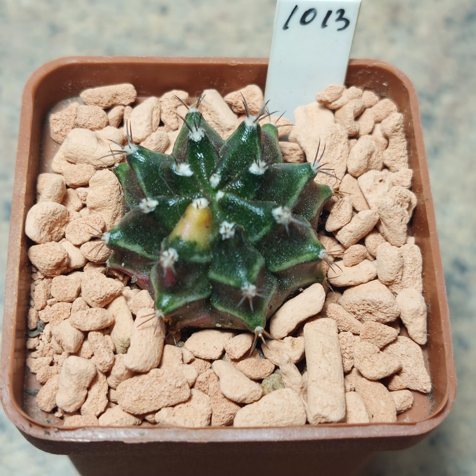 1013  Gymnocalycium mihanovichii f.variegata seedling