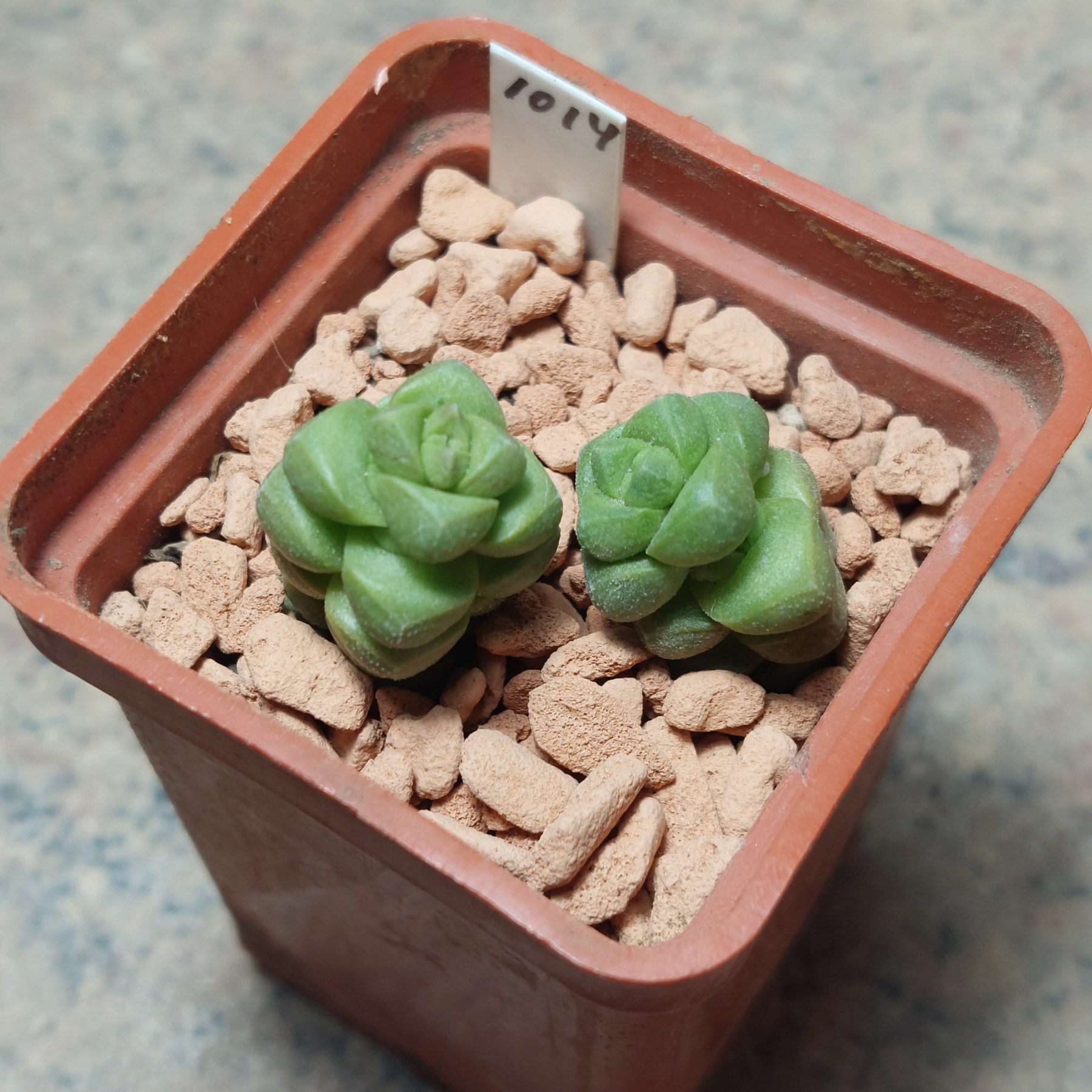 1014  Crassula marchandii
