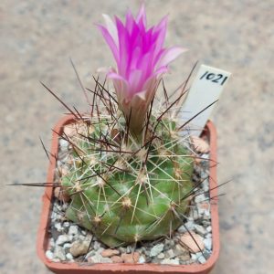 1021 Coryphantha ramillosa