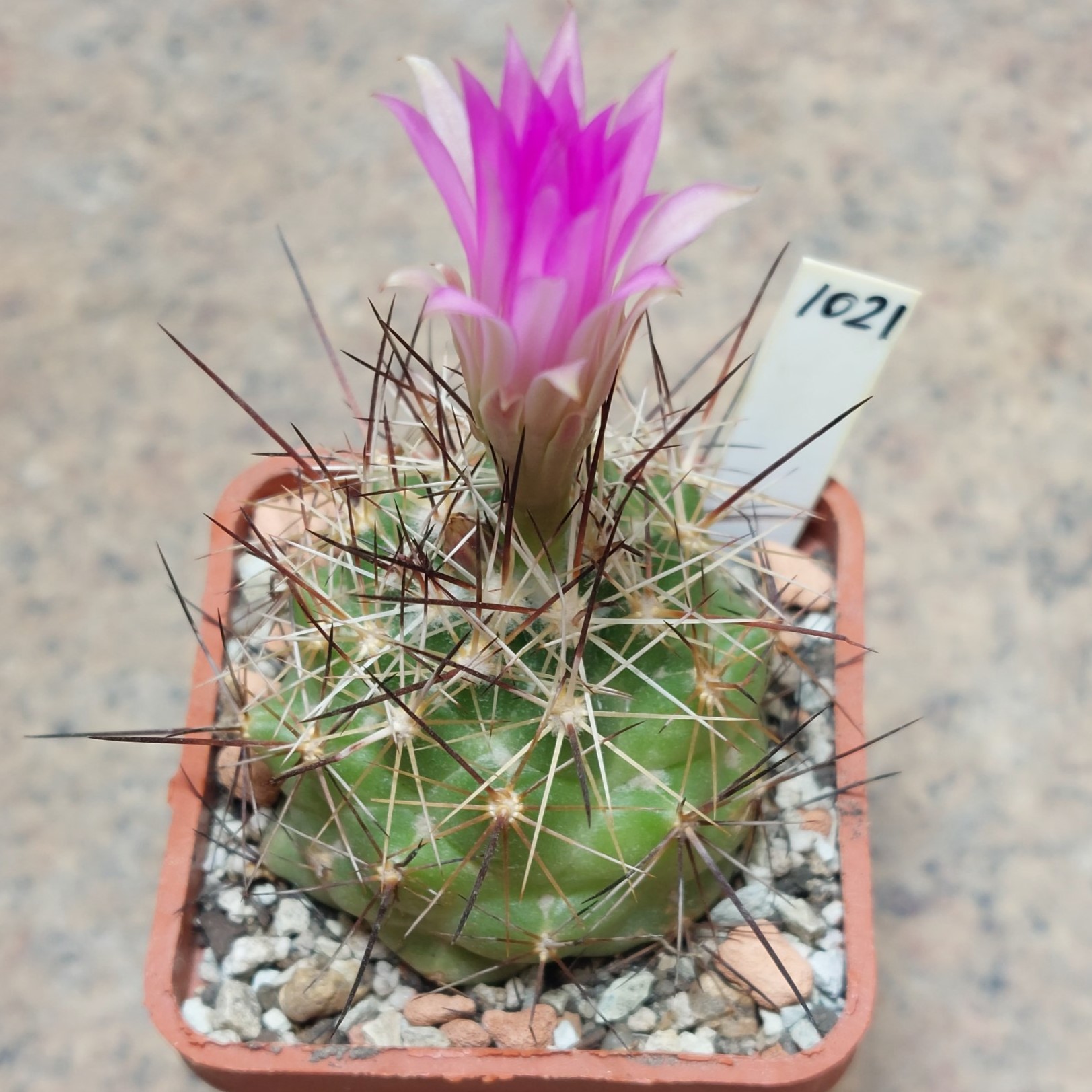 1021 Coryphantha ramillosa