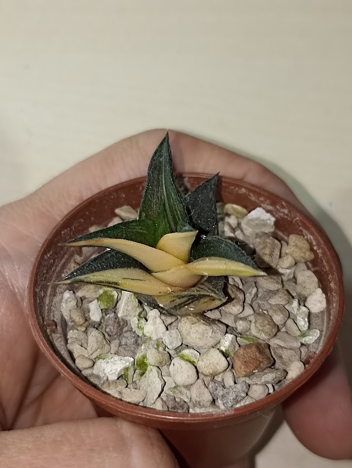 Haworthia Viscosa Variegated
