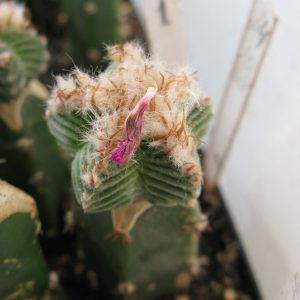 Aztekium valdezii PP1593 #1