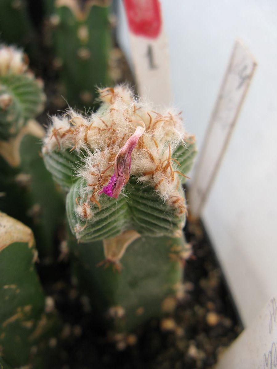 Aztekium valdezii PP1593 #1