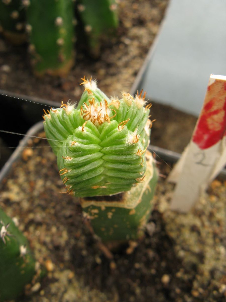 Aztekium valdeziiPP1593 #2